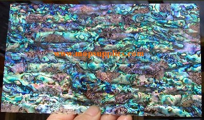 Paua "B" glued sheet