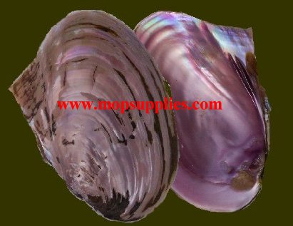 Pink Mussel shell