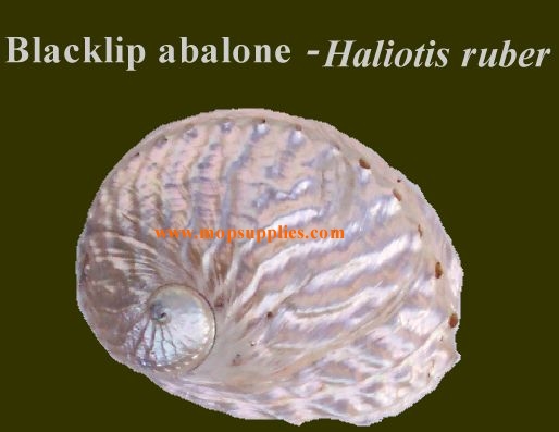 Blacklip abalone