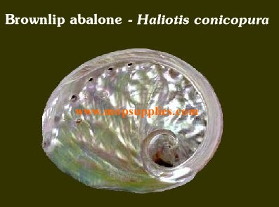 Brownlip abalone