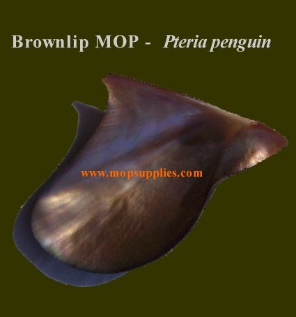 Brownlip MOP