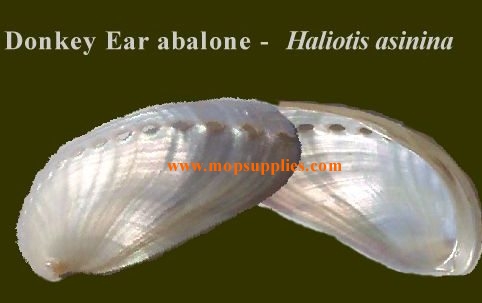 Donkey ear abalone
