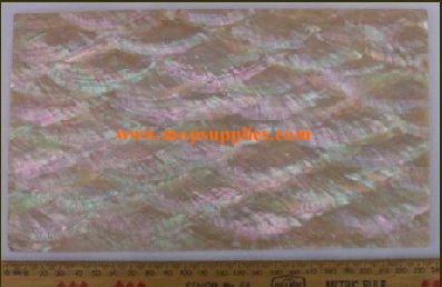 Donkey ear abalone veneers