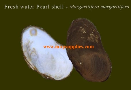 Fresh water pearl shell