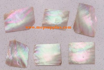 Greenlip abalone blanks