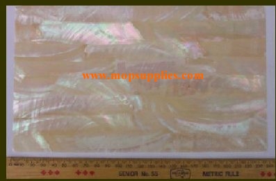 Greenlip abalone glued sheets