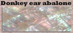 Donkey ear glued blank