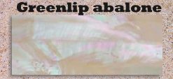 Greenlip abalone glued blank