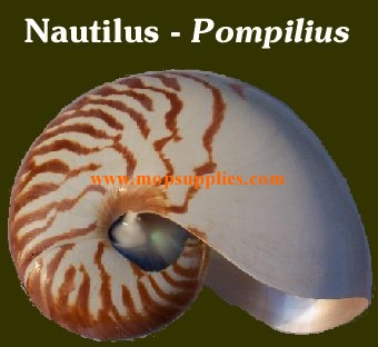 Nautilus