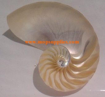 Nautilus half