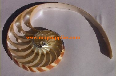 Nautilus tripple cut