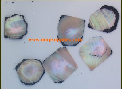 Black abalone blanks