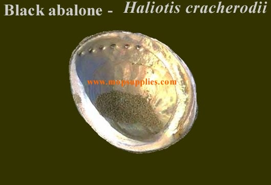 Black abalone